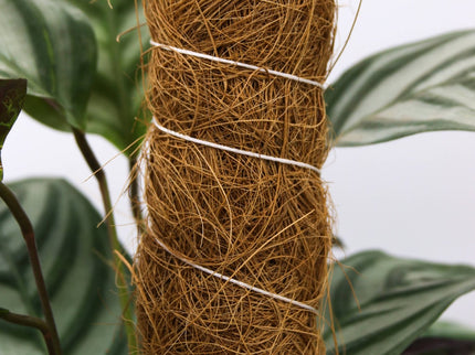 Growpole Support Pole – Natural Coir Stake for Houseplants | CoirProducts | Grow Poles | CPGP60 | AllotMate Essentials