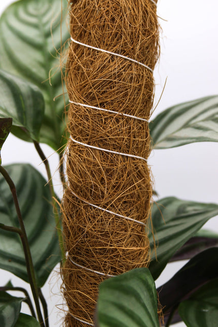 Growpole Support Pole – Natural Coir Stake for Houseplants | CoirProducts | Grow Poles | CPGP60 | AllotMate Essentials