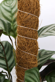 Growpole Support Pole – Natural Coir Stake for Houseplants | CoirProducts | Grow Poles | CPGP60 | AllotMate Essentials