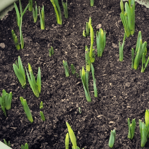 Composted Mulch Bark Fines | Topsoil & Compost | DCMFJBB Custom Product | AllotMate Essentials