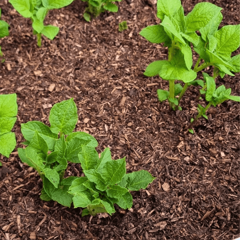 Composted Mulch Bark Fines | Topsoil & Compost | DCMFJBB Custom Product | AllotMate Essentials