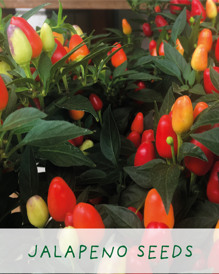 Hot Chilli Plant Grow Kit – Gift for Gardeners | The Plant Gift Co.