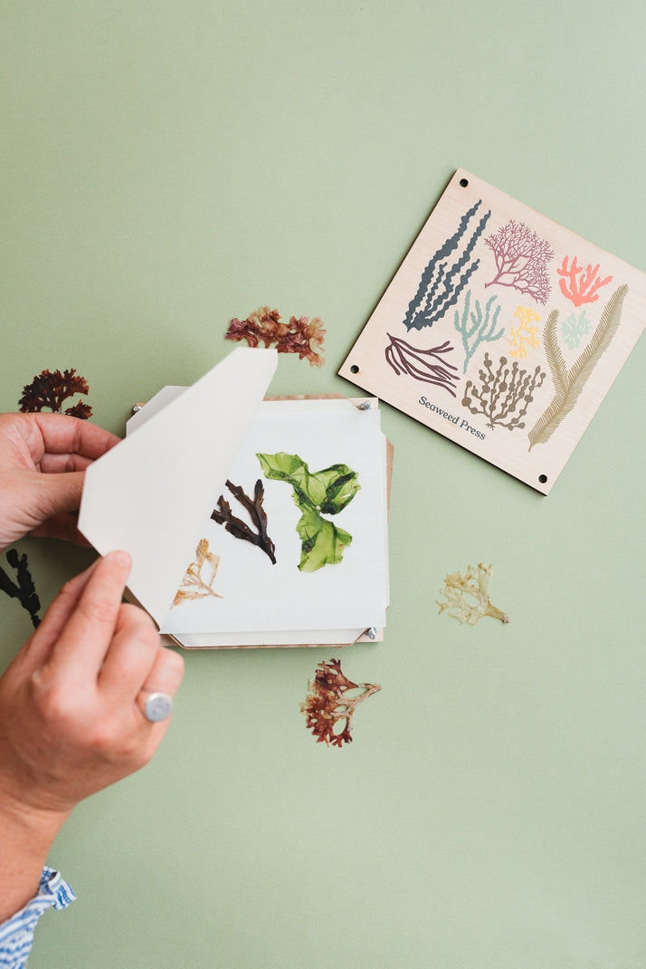 Seaweed Press Kit 15cm Wooden Flower and Seaweed Press, Made in United Kingdom