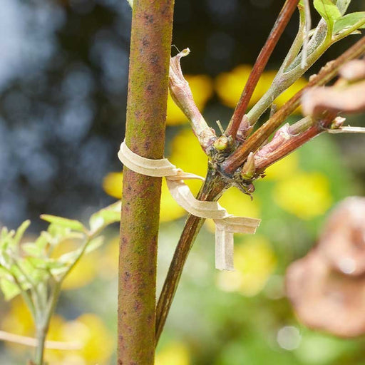 Eco Twisty Tie 40m Paper Covered Garden Wire with Cutter | Plant Support | 5050642088200 5050642088200 | AllotMate Essentials