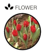 Rectangular Bulb Baskets – Ideal for Layered Bulb Planting | Garland | Bulb Baskets | W0470 5031670504708 | AllotMate Essentials