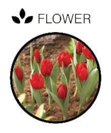 Rectangular Bulb Baskets – Ideal for Layered Bulb Planting | Garland | Bulb Baskets | W0470 5031670504708 | AllotMate Essentials