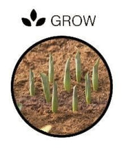 Rectangular Bulb Baskets – Ideal for Layered Bulb Planting | Garland | Bulb Baskets | W0470 5031670504708 | AllotMate Essentials