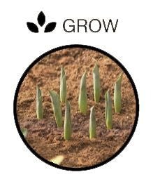 Rectangular Bulb Baskets – Ideal for Layered Bulb Planting | Garland | Bulb Baskets | W0470 5031670504708 | AllotMate Essentials