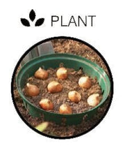 Rectangular Bulb Baskets – Ideal for Layered Bulb Planting | Garland | Bulb Baskets | W0470 5031670504708 | AllotMate Essentials