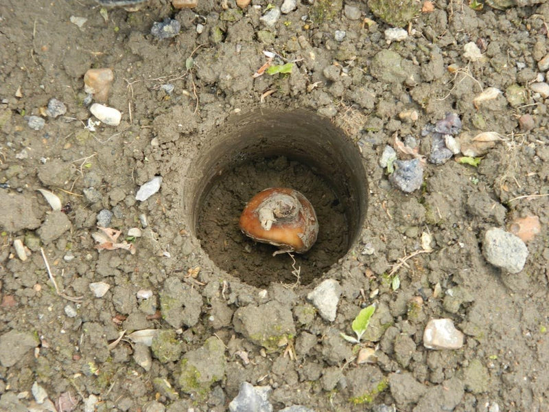 Bulb Planter – Heavy Duty Steel Tool for Precision Planting | Ergonomic Grip | Bulb Planter | W0474 5031670504746 | AllotMate Essentials