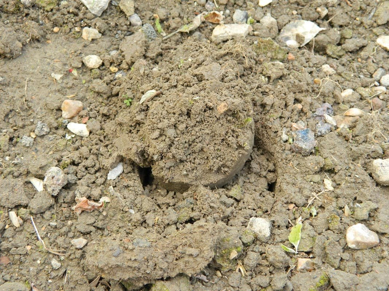 Bulb Planter – Heavy Duty Steel Tool for Precision Planting | Ergonomic Grip | Bulb Planter | W0474 5031670504746 | AllotMate Essentials