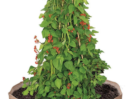 Garland Bean & Pea Bag with a free Bean & Pea Ring | Bean & Pea Planter | W0493 5031670504937 | AllotMate Essentials