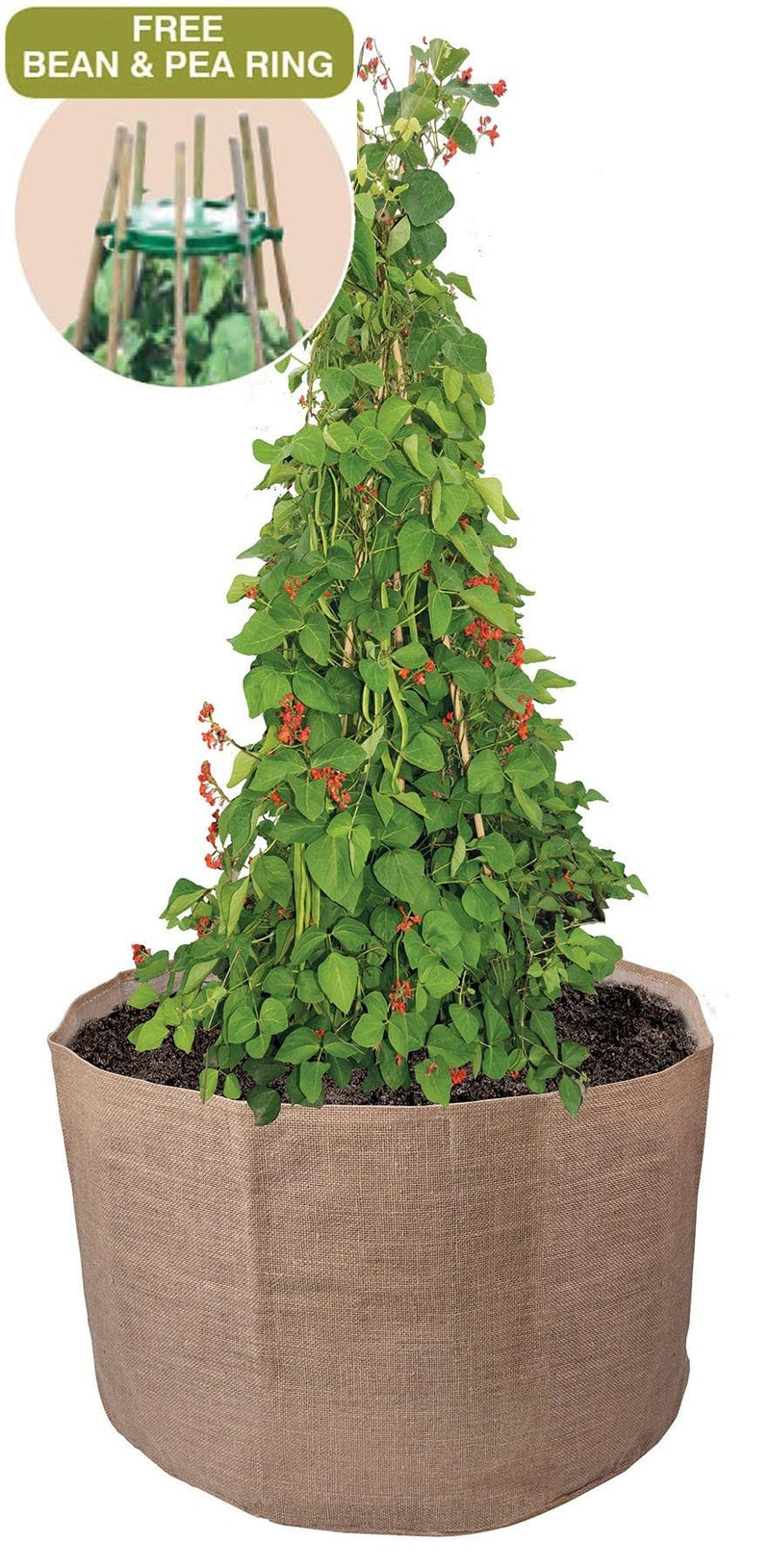 Garland Bean & Pea Bag with a free Bean & Pea Ring | Bean & Pea Planter | W0493 5031670504937 | AllotMate Essentials