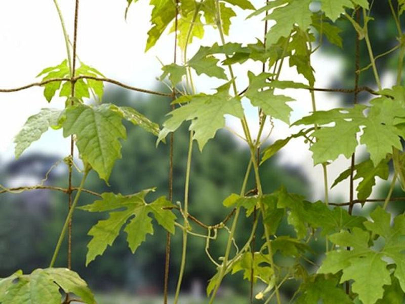 Bean & Pea Net – 1.8m x 1.8m Tangle - Free Support Mesh | Garland | Bean & Pea Netting | W0570 5031670505705 | AllotMate Essentials