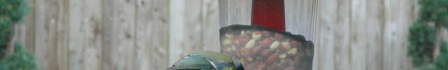Lantern Bird Seed & Nut Feeder – Hanging Feeder for Wild Birds | Garland | Bird Feeder | W2070 5031670520708 | AllotMate Essentials