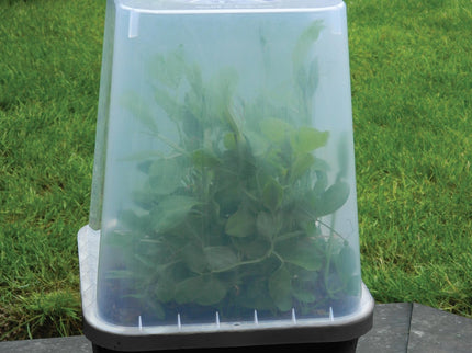 25cm Square Cloche Cover – Mini Greenhouse for Seedlings | Garland | Cloche | G258 5031670004437 | AllotMate Essentials
