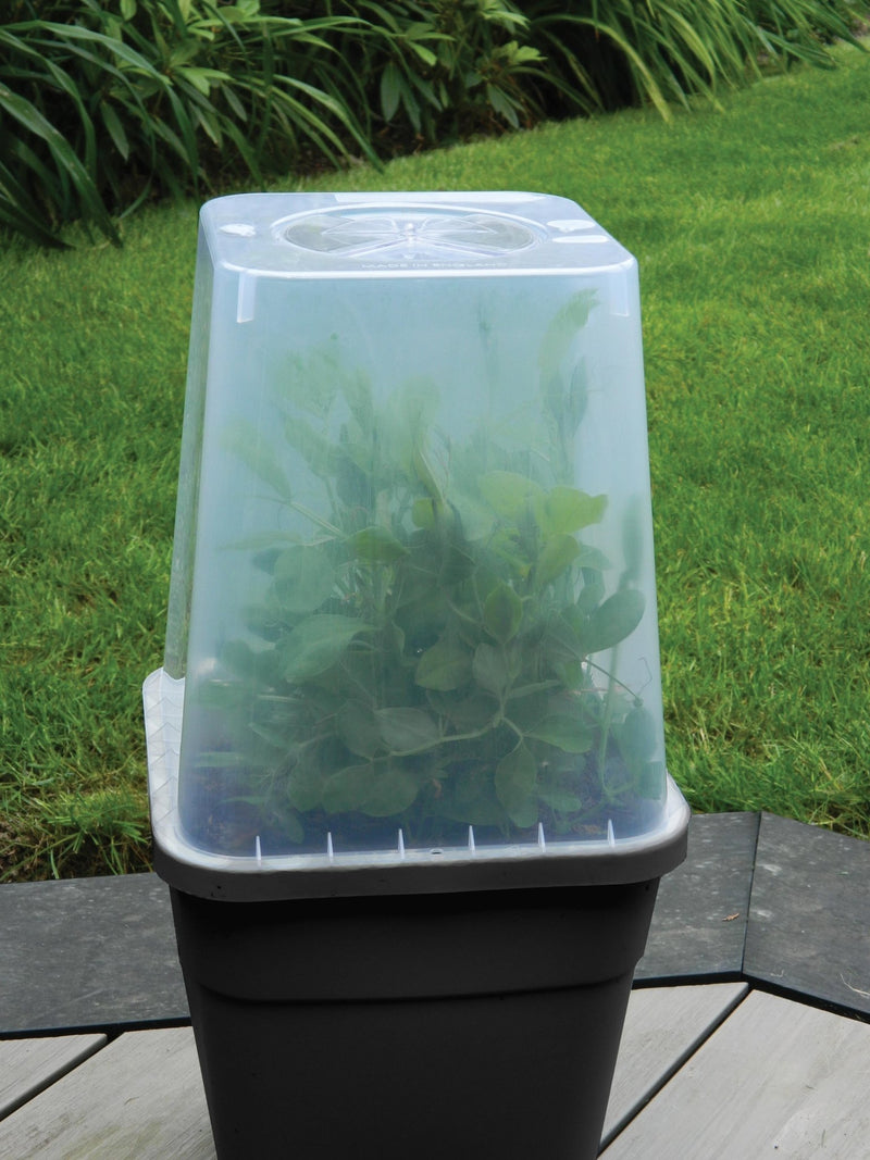 25cm Square Cloche Cover – Mini Greenhouse for Seedlings | Garland | Cloche | G258 5031670004437 | AllotMate Essentials
