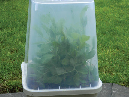 25cm Square Cloche Cover – Mini Greenhouse for Seedlings | Garland | Cloche | G258 5031670004437 | AllotMate Essentials