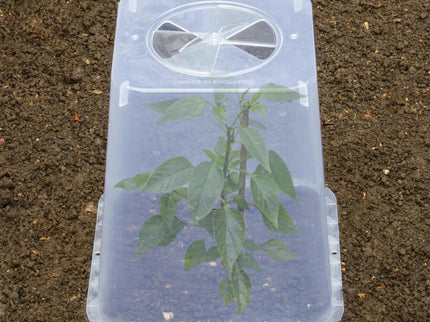 25cm Square Cloche Cover – Mini Greenhouse for Seedlings | Garland | Cloche | G258 5031670004437 | AllotMate Essentials