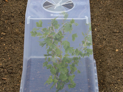 Square Cloche Cover 32cm – Recycled Plastic Cold Frame for Ground Protection | Garland | Cloche | G285 5031670004604 | AllotMate Essentials
