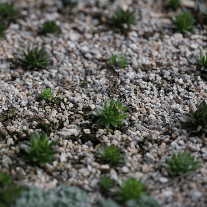 Horticultural Grit | Gravel, Slate & Aggregates | DHGJBB Custom Product | AllotMate Essentials