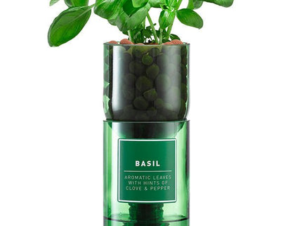 Hydro - Herb – Basil Growing Kit in Recycled Wine Bottle | Indoor Hydroponic Herb Garden | Hydro - Herb Kit | HHKBASIL | AllotMate Essentials