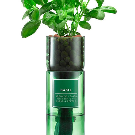Hydro - Herb – Basil Growing Kit in Recycled Wine Bottle | Indoor Hydroponic Herb Garden | Hydro - Herb Kit | HHKBASIL | AllotMate Essentials