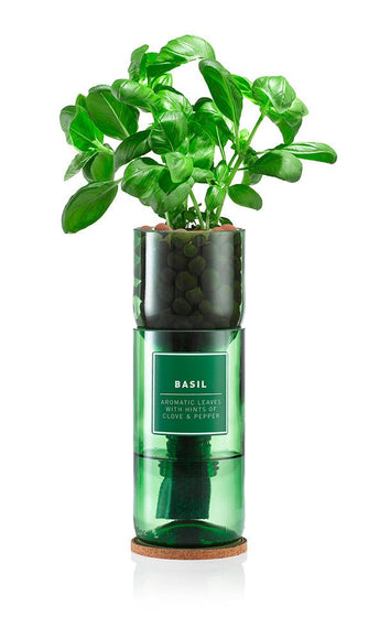 Hydro - Herb – Basil Growing Kit in Recycled Wine Bottle | Indoor Hydroponic Herb Garden | Hydro - Herb Kit | HHKBASIL | AllotMate Essentials