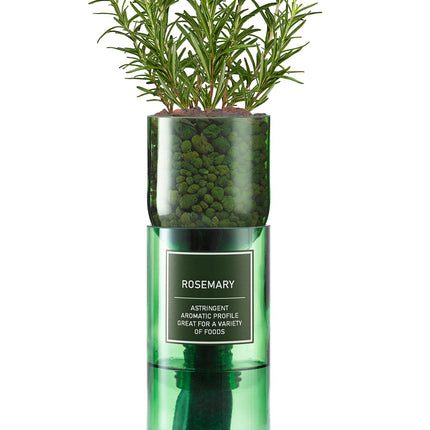Hydro - Herb – Rosemary Growing Kit in Recycled Wine Bottle | Indoor Hydroponic Herb Garden | Hydro - Herb Kit | HHKROSEMARY | AllotMate Essentials