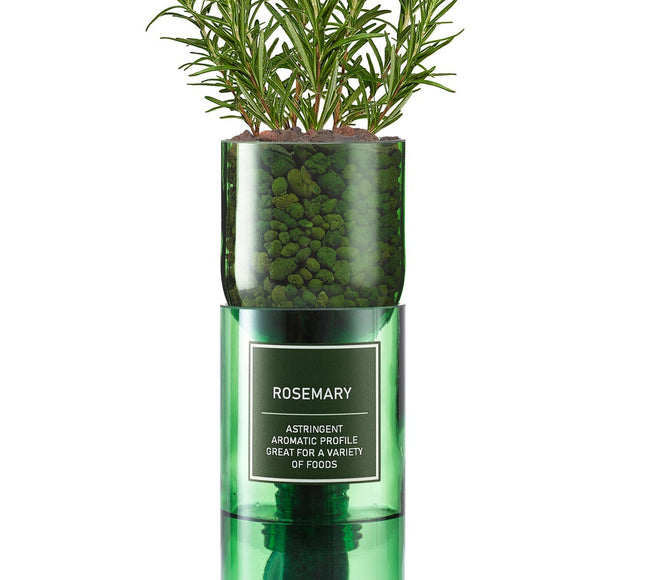 Hydro - Herb – Rosemary Growing Kit in Recycled Wine Bottle | Indoor Hydroponic Herb Garden | Hydro - Herb Kit | HHKROSEMARY | AllotMate Essentials