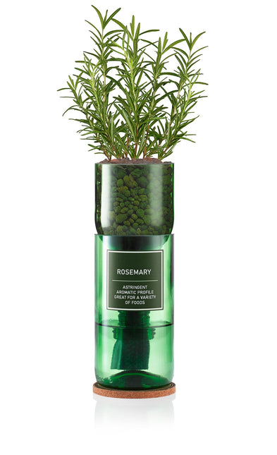 Hydro - Herb – Rosemary Growing Kit in Recycled Wine Bottle | Indoor Hydroponic Herb Garden | Hydro - Herb Kit | HHKROSEMARY | AllotMate Essentials