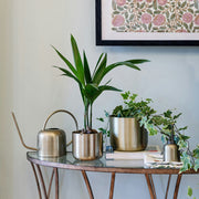 Ivyline Kew Plant Mister: Hand-Finished Metal Mister for Ferns, Orchids and Humidity-Loving Houseplants | Plant Mister | 5055352847686 5055352847686 | AllotMate Essentials