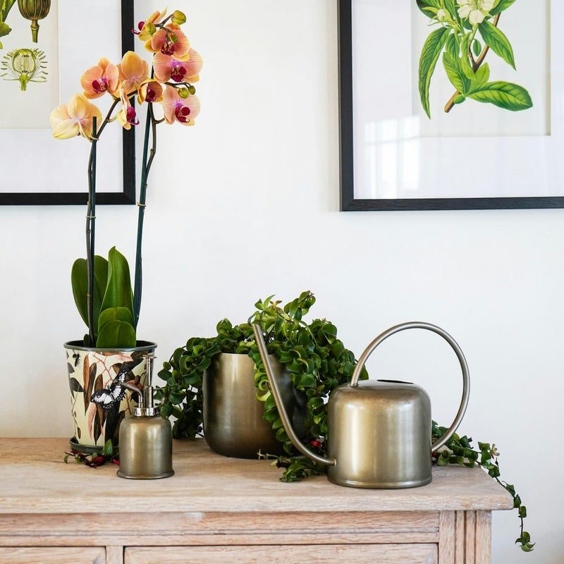 Ivyline Kew Plant Mister: Hand-Finished Metal Mister for Ferns, Orchids and Humidity-Loving Houseplants | Plant Mister | 5055352847686 5055352847686 | AllotMate Essentials