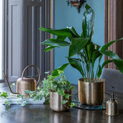 Ivyline Kew Plant Mister: Hand-Finished Metal Mister for Ferns, Orchids and Humidity-Loving Houseplants | Plant Mister | 5055352847686 5055352847686 | AllotMate Essentials