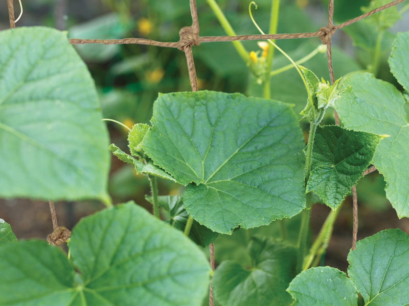 Jute Rope Net 180cm x 180cm, Natural Plant Support Netting for Climbing Plants | Plant Support Netting | 5031670505422 5031670505422 | AllotMate Essentials