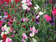 Jute Rope Net 180cm x 180cm, Natural Plant Support Netting for Climbing Plants | Plant Support Netting | 5031670505422 5031670505422 | AllotMate Essentials