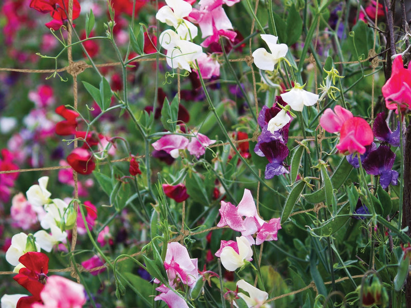 Jute Rope Net 180cm x 180cm, Natural Plant Support Netting for Climbing Plants | Plant Support Netting | 5031670505422 5031670505422 | AllotMate Essentials