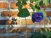 Jute Rope Net 180cm x 180cm, Natural Plant Support Netting for Climbing Plants | Plant Support Netting | 5031670505422 5031670505422 | AllotMate Essentials