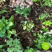 Landscaping Garden Bark Mulch | Bark & Mulch | DLBHBB Custom Product | AllotMate Essentials
