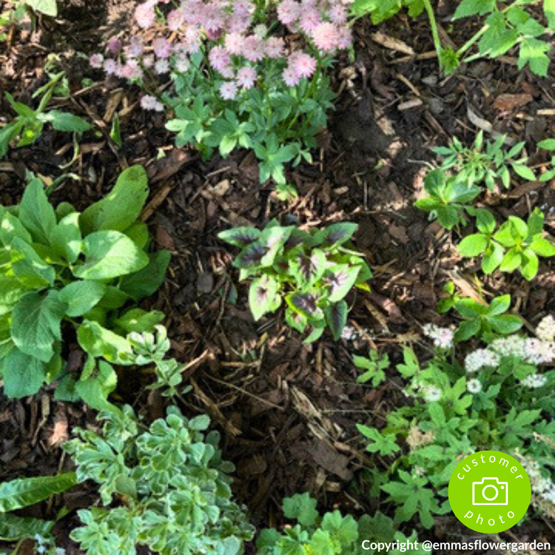 Landscaping Garden Bark Mulch | Bark & Mulch | DLBHBB Custom Product | AllotMate Essentials