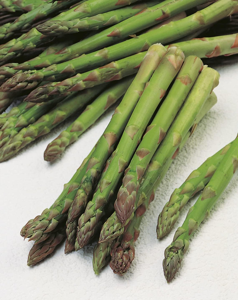 Mr Fothergills RHS Asparagus Connover's Colossal Seeds AGM Heritage Perennial | Vegetable Seeds | 5011775273396 5011775273396 | AllotMate Essentials