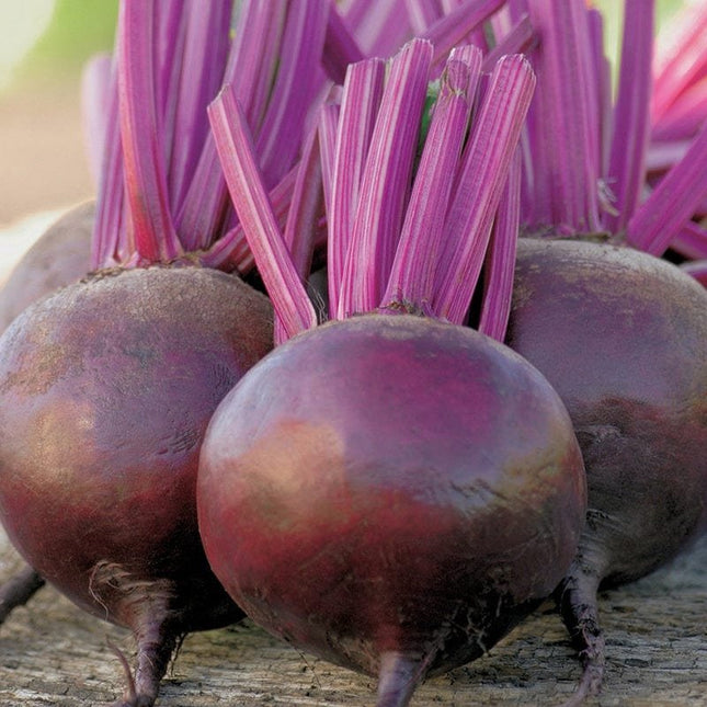 Mr Fothergill’s RHS BEETROOT Bettollo F1 - Vegetable Seeds - AllotMate Essentials - 38700 - 5011775387000