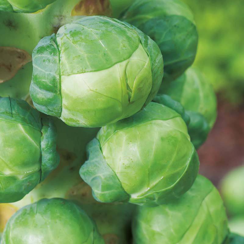 Mr Fothergills RHS Brussels Sprout Igor F1 Seeds AGM Sweet Winter Crop | Vegetable Seeds | 5011775325873 5011775325873 | AllotMate Essentials