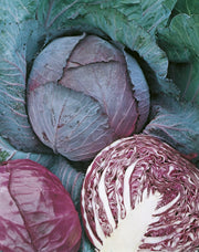 Mr Fothergills RHS Cabbage Savoy Tundra F1 Seeds AGM Winter Hardy | Vegetable Seeds | 5011775273457 5011775273457 | AllotMate Essentials