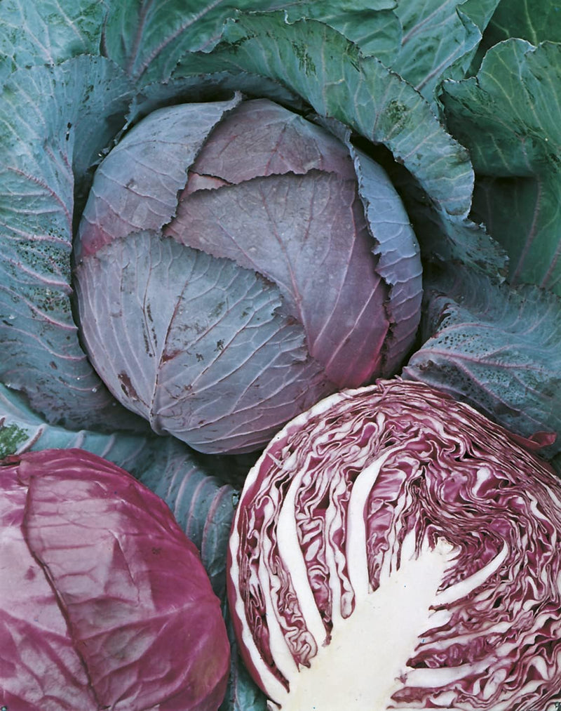 Mr Fothergills RHS Cabbage Savoy Tundra F1 Seeds AGM Winter Hardy | Vegetable Seeds | 5011775273457 5011775273457 | AllotMate Essentials