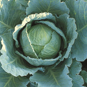 Mr Fothergills RHS Cabbage Savoy Tundra F1 Seeds AGM Winter Hardy | Vegetable Seeds | 5011775273464 5011775273464 | AllotMate Essentials