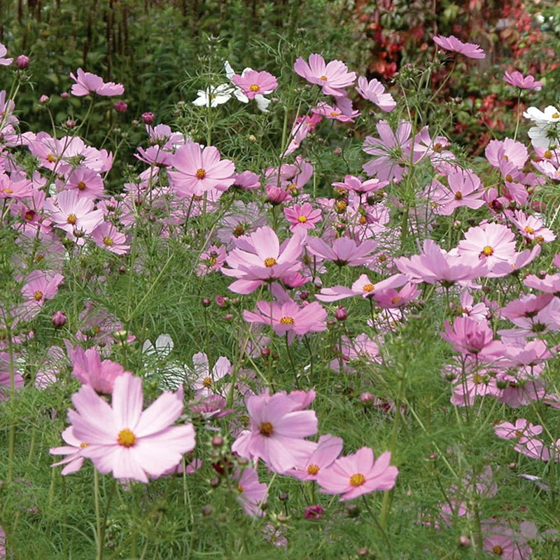 Mr Fothergill’s RHS Cosmos Sensation Pinkie Seeds 150 Seeds, Tall Pink Half Hardy Annual Flower | Flower Seeds | 5011775274102 5011775274102 | AllotMate Essentials