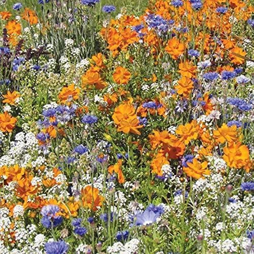 Mr Fothergill’s RHS Flowers For Bees Easy Sow Seeds 20g Box | Flower Seeds | 5011775335797 5011775335797 | AllotMate Essentials