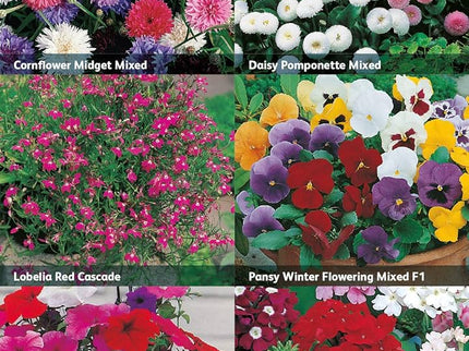 RHS Flowers for Containers – Patio & Balcony - Friendly Bloom Mix | Mr Fothergill’s | Flower Seeds | 29035 5011775290355 | AllotMate Essentials