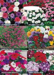 RHS Flowers for Containers – Patio & Balcony - Friendly Bloom Mix | Mr Fothergill’s | Flower Seeds | 29035 5011775290355 | AllotMate Essentials